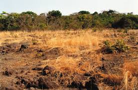 Image result for Crepidorhopalon parviflorus