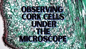 To look at a cell close up we need a microscope. Observing Cork Cells Under The Microscope Microscope Club