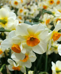 Narcissus Beautiful Eyes In 2020 Beautiful Eyes Narcissus Daffodils