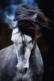 Top 10 Of Popular Horse Breeds In The World No 7 Awesome Breathofthewild Horsebreeds Horses Atlar Hayvanlar Ve Hayvanlar Alemi