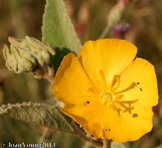 Image result for Melhania acuminata