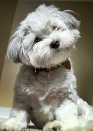 Pin On Westies Havanese