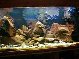 Lots Of Rocks In Here I Like It Except For The Large Rock Balanced On The Left Side Doesn 39 African Cichlid Aquarium Cichlid Aquarium African Cichlid Tank
