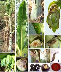 Image result for Ensete