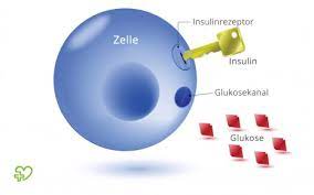Diabetes Mellitus Typ 2 Ursachen Symptome Behandlung Onmeda De