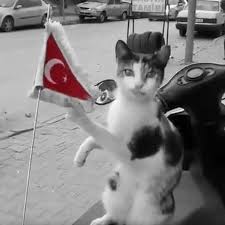 Ulkenin Kedisi Bile Bayragina Asik Afrin Zeytindali Bayrak Polis Asker Vatan Turk Animals Cats