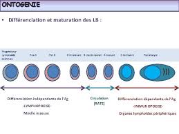 B lymphocytic cells maturation cross sectional data genetic algorithms parameter regression mp systems. Les Lymphocytes B Dr N Ouikhlef Ehu Doran