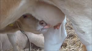 Langlebiger aufdruck, dessen farben auch nach mehreren wäschen noch schön und kräftig leuchten100% baumwolle. Kleines Kalb Baby Kuh Trinkt Am Euter Ihrer Mutter Milch Youtube