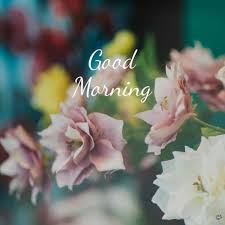 Good morning photo hd download. 56 Best Good Morning Flowers Images Boom Sumo