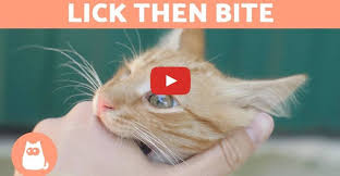 Pin On Cute Cats