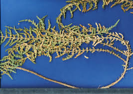 Image result for Caroxylon littoralis