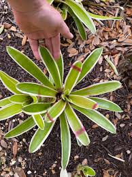 Image result for Embelia libeniana