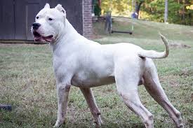 Dogo Argentino Info Temperament Life Span Puppies Pictures