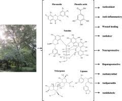 Image result for Anogeissus