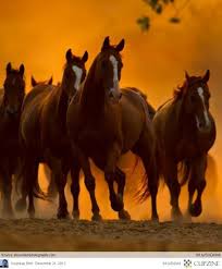 Julie Jansen (juls143j)