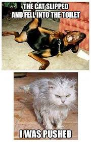 It Was Just An Accident Funsubstance Animal Jokes Funny Animals Cute Funny Animals