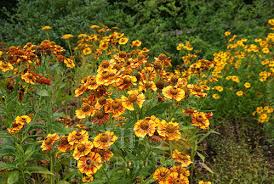 Image result for Vernonia centaureoides