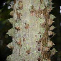 Image result for Eremospatha haullevilleana