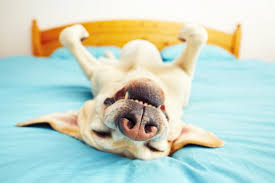 Learn about cats as pets, their unique behavior, how long they sleep and much more. All About Dogs 101 Fun Facts Care Com