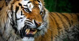 Tigers Are The Largest Member Of The Cat Family Tiger Pictures Tiger Pictures Siberian Tiger Tiger Attack