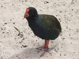 Birds That Cant Fly Welcome To The Curious World Of Birds That Can T Fly Bird Flightless Bird Birds That Cannot Fly