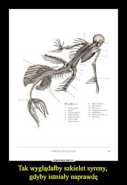 Jest tak duzo wiadomosci ze watpie czy przeczytasz moja syreny istnieją ja razem z wujkiem i. Tak Wygladalby Szkielet Syreny Gdyby Istnialy Naprawde Demotywatory Pl