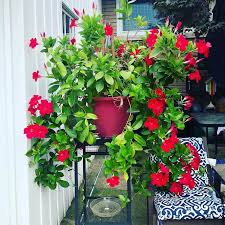 Image result for Mandevilla