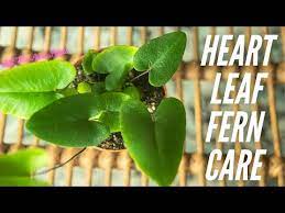 68 Heart Leaf Fern Hemionitis Arifolia Plant Care Guide For Beginners Youtube In 2021 Plant Care Fern Plant Plants