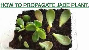 Pin On Garden