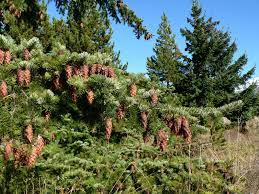 In addition, fir tree needles have these defining qualities: Douglas Fir Description Uses Species Britannica