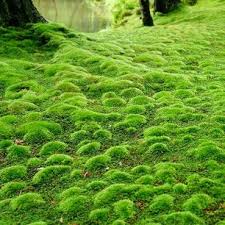 Moss Garden Saihou Ji Temple Kyoto Japan Moss Garden Japan Garden Japanese Garden
