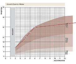 Standard Poodle Puppy Weight Growth Chart Www