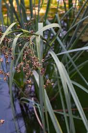 Image result for Cladium mariscus