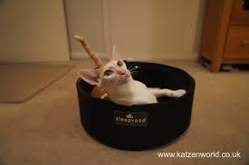 Renegade All I Wish For Christmas Is Katzenworld Pet Bed Pets Feline Pet