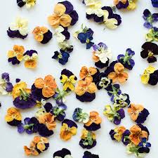 Get info of suppliers, manufacturers, exporters, traders of dried flowers for buying in india. Edible Violas