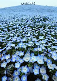 Nemophila (baby blue eyes) festival is held in hitachi seaside park, ibaraki prefecture with over 5 million blue flowers. Blue Hill Beautiful Flowers Nature Flower Field