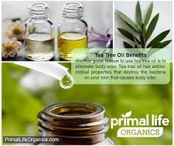 Tea Tree Oil Is A Great Ingredient That Can Help Eliminate Odors Nature Organic Skincare Click Li Essential Oils Herbs Simply Health Tea Tree Oil Benefits