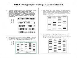 9.3 dna fingerprinting • dna fingerprinting is used in several ways. 32 Dna Fingerprinting Worksheet Key Free Worksheet Spreadsheet