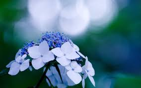 Hydrangea Wallpapers Hydrangea Wallpaper Beautiful Hydrangeas Hydrangea