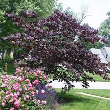 Jerry will work with you to get the job done! 5 Best Trees For Small Spaces In Your Dayton Landscape Arbor Experts Tree Care In Dayton Oh