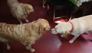 Let them take a vacation too, where they will have someone ready to pamper them and cater to their needs. Best Five Pet Care Centers In Kolkata Whatshot Kolkata
