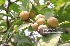 Image result for Aphanamixis polystachya