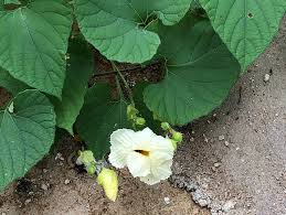 Image result for Savannosiphon euryphyllus