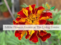 These florists in singapore have got you covered. Face To Face Course Growing Organic Edible Flowers In Singapore 24 April 2021 Pm Class Home Gardeners Series