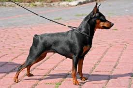 However, there are also european dobermans which can cost over $3000. Sulit Marketplace Philippines Shop Discover And Buy Sulit Mini Pinscher Mini Doberman Miniature Doberman