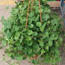 Image result for Centella glabrata