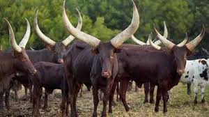 Alibaba.com offers 6,576 price of cows products. Ramaphosa S Ankole Cattle A Cut Above The Rest