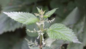 Image result for Urtica