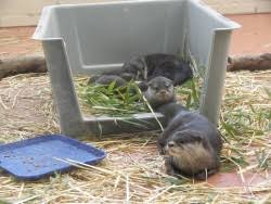 They are not the same as your dog or cat. Exotic Animal Species