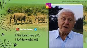 He has been the face and voice of natural history programmes on the bbc since the 1950s. Sir David Attenborough Joins Instagram Breaks Record For Fastest To Reach A Million Followers News Edge